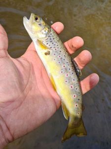 Brown Trout