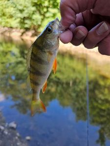 European Perch