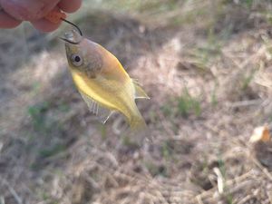 Green Sunfish