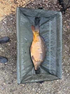Mirror Carp