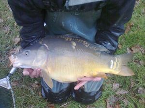 Mirror Carp