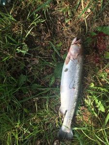 Rainbow Trout