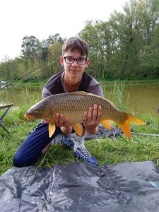 Common Carp