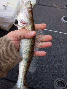 Zander