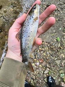 Brown Trout