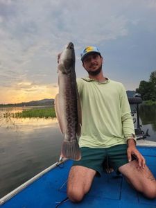 Snakehead