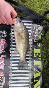 Largemouth Bass