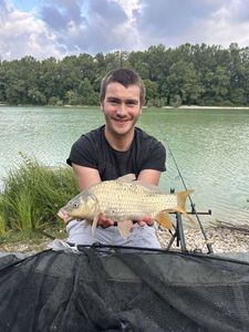 Common Carp