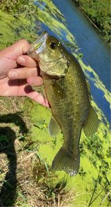 Largemouth Bass