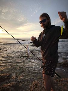 European Bass (Seabass)
