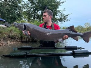 Siberian Sturgeon