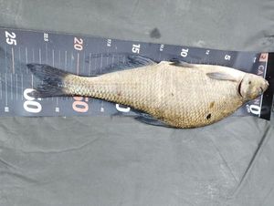 Common Bream