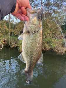 Largemouth Bass