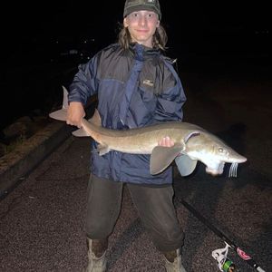 Lake Sturgeon