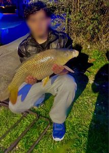 Common Carp