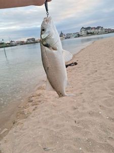 European Bass (Seabass)