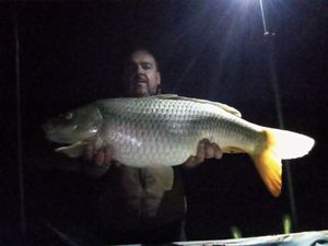 Common Carp