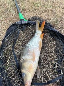 Leather Carp
