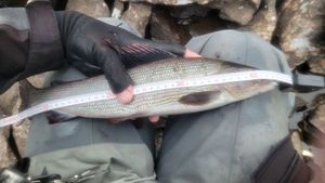 Grayling