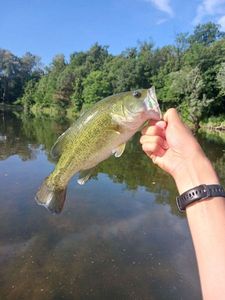 Largemouth Bass