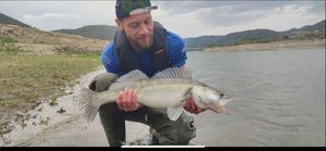 Zander