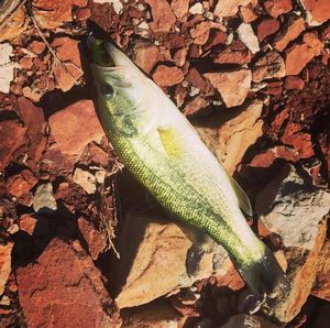 Largemouth Bass