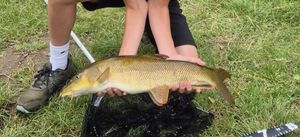 Barbel