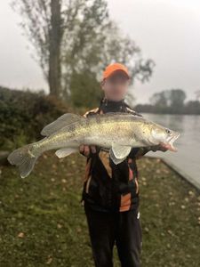 Zander