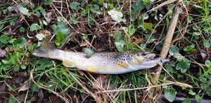 Brown Trout