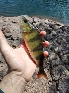 European Perch