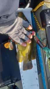 Ballan Wrasse
