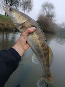 Zander
