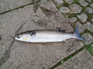 Thicklip Grey Mullet