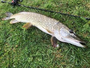 Northern Pike
