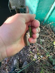 Ruffe