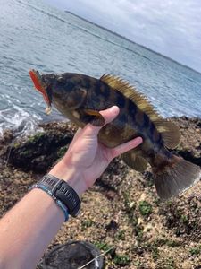 Ballan Wrasse