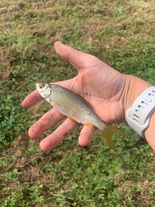 Roach