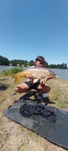 Mirror Carp