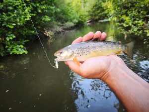 Brown Trout
