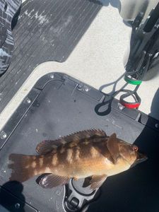 Ballan Wrasse