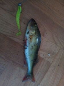 European Perch