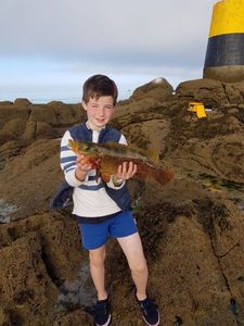 Ballan Wrasse