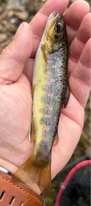 Brown Trout
