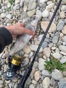 Rainbow Trout