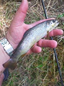 Brown Trout