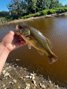 Largemouth Bass