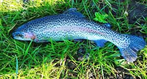 Rainbow Trout
