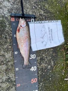 Rainbow Trout