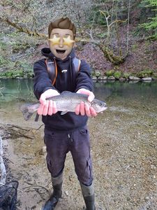 Rainbow Trout