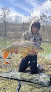 Common Carp